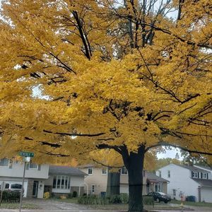 Meet your Posher, Norma